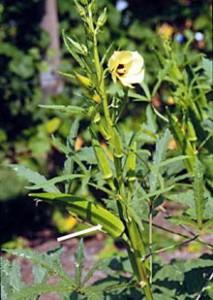 бамия бамия