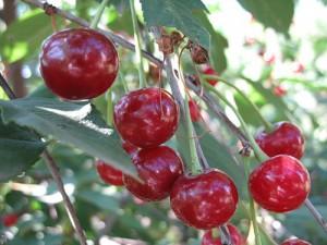 вишня на ветке фото shyrokykh-s вишня на ветке фото shyrokykh-s