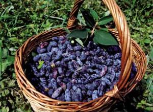 жимолость в корзине фото otvetin.ru жимолость в корзине фото otvetin.ru