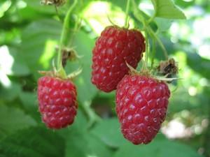 малина фото shyrokykh-s малина фото shyrokykh-s