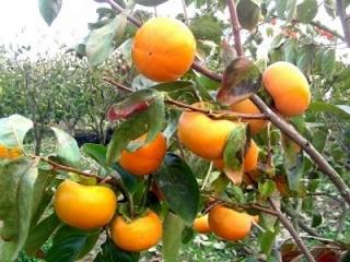 хурма на ветке