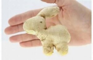 имбирь корень