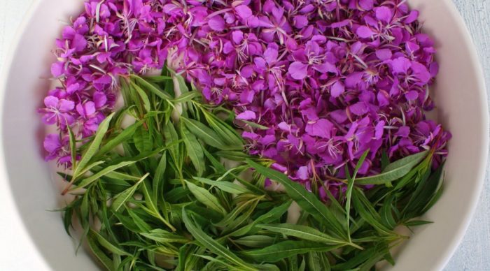 иван-чай свойства