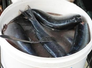 как засолить селедку дома