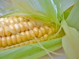 Кукуруза Автор фото: Lita Кукуруза Автор фото: Lita