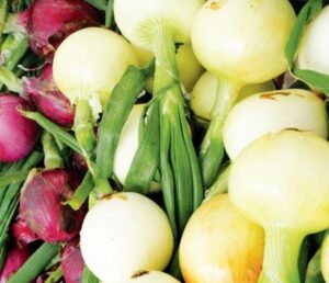 лук репчатый