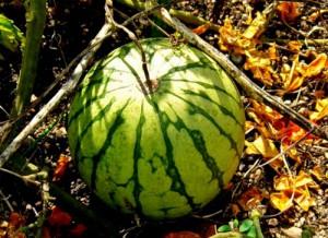 ягода арбуз Фото: LyudVik Как выбрать арбуз
