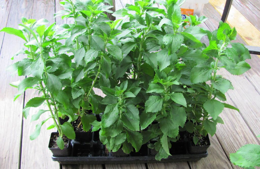 Стевия растение в горшке