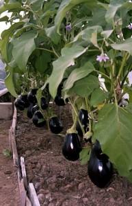 vova1954 баклажаны баклажаны, фото vova1954