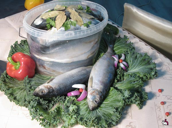 засолка селедки дома
