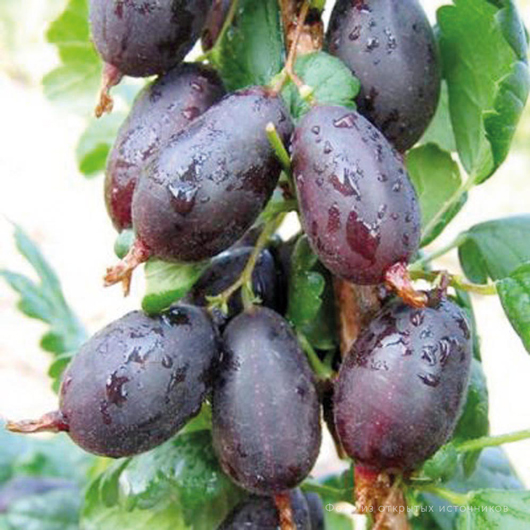 Лучшие сорта крыжовника: ТОП-5 проверенных вариантов для вашего сада