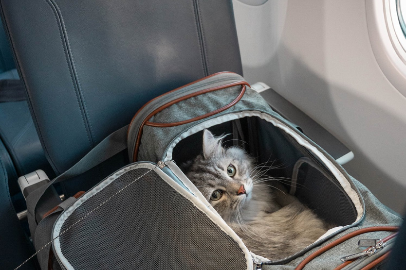 Перевозка кошек и собак: ремни/боксы/вет‑правила